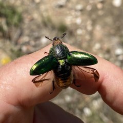 Lamprima aurata (Golden stag beetle) at QPRC LGA - 22 Dec 2020 by Wandiyali