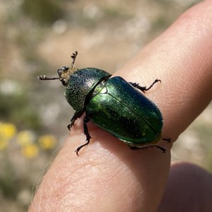 Lamprima aurata at Googong, NSW - 22 Dec 2020