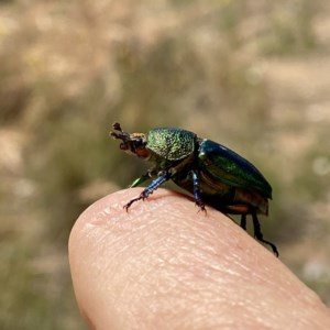 Lamprima aurata at Googong, NSW - 22 Dec 2020