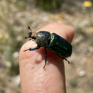 Lamprima aurata at Googong, NSW - 22 Dec 2020