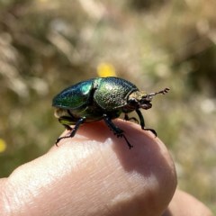 Lamprima aurata at Googong, NSW - 22 Dec 2020