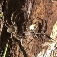 Delena cancerides (Social huntsman spider) at Hughes Garran Woodland - 22 Dec 2020 by ruthkerruish