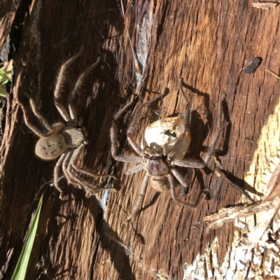 Delena cancerides (Social huntsman spider) at Hughes Garran Woodland - 22 Dec 2020 by ruthkerruish