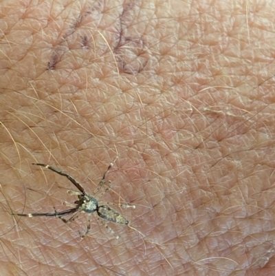 Helpis minitabunda (Threatening jumping spider) at Majura, ACT - 22 Dec 2020 by FeralGhostbat