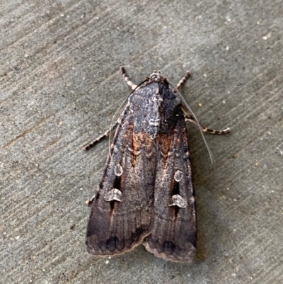 Agrotis infusa (Bogong Moth, Common Cutworm) at Pialligo, ACT - 22 Dec 2020 by FeralGhostbat