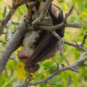 Nyctophilus sp. (genus) at Forde, ACT - 22 Dec 2020