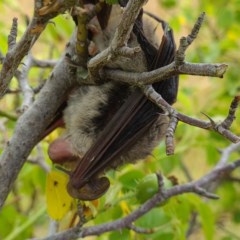 Nyctophilus sp. (genus) (A long-eared bat) at Forde, ACT - 22 Dec 2020 by Jiggy
