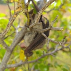 Nyctophilus sp. (genus) at Forde, ACT - 22 Dec 2020