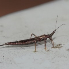 Idolothrips spectrum (Giant thrips) at ANBG - 20 Dec 2020 by TimL