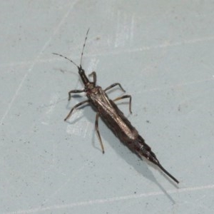 Idolothrips spectrum at Acton, ACT - 20 Dec 2020 11:15 AM