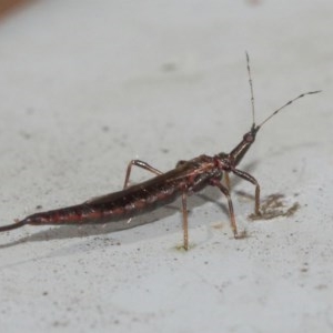 Idolothrips spectrum at Acton, ACT - 20 Dec 2020 11:15 AM