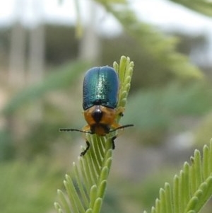 Aporocera (Aporocera) consors at Theodore, ACT - 29 Mar 2020