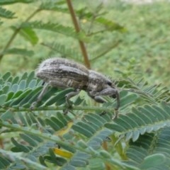 Naupactus leucoloma (White-fringed weevil) at Theodore, ACT - 29 Mar 2020 by owenh