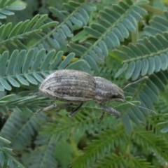 Naupactus leucoloma at Theodore, ACT - 29 Mar 2020