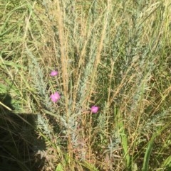 Epilobium sp. (A Willow Herb) at Emu Creek - 9 Dec 2020 by JohnGiacon