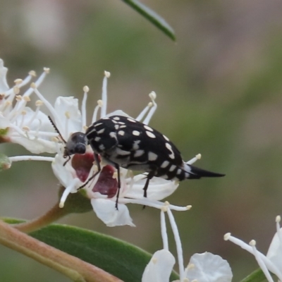 Mordella dumbrelli (Dumbrell's Pintail Beetle) at Tuggeranong Hill - 12 Dec 2020 by Owen