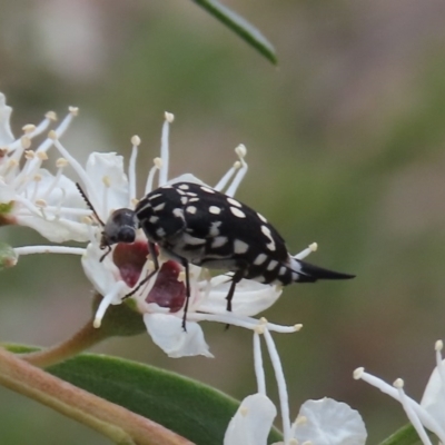 Mordella dumbrelli (Dumbrell's Pintail Beetle) at Theodore, ACT - 13 Dec 2020 by owenh