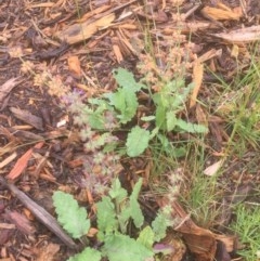 Salvia verbenaca var. verbenaca (Wild Sage) at Flea Bog Flat to Emu Creek Corridor - 21 Dec 2020 by JohnGiacon