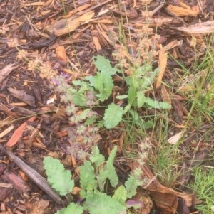 Salvia verbenaca var. verbenaca at Belconnen, ACT - 22 Dec 2020