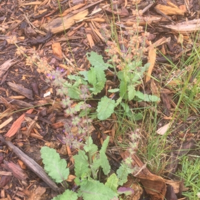 Salvia verbenaca var. verbenaca (Wild Sage) at Flea Bog Flat to Emu Creek Corridor - 21 Dec 2020 by JohnGiacon