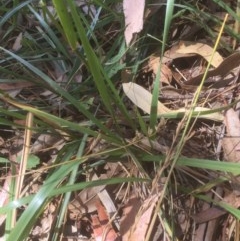 Lolium arundinaceum (Tall Fescue) at Belconnen, ACT - 22 Dec 2020 by JohnGiacon