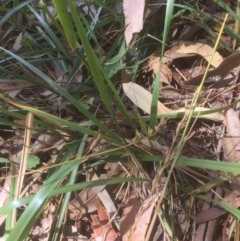 Festuca arundinacea (Tall Fescue) at Flea Bog Flat to Emu Creek Corridor - 22 Dec 2020 by JohnGiacon