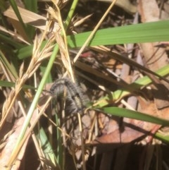 Lolium arundinaceum at Belconnen, ACT - 22 Dec 2020