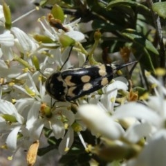 Hoshihananomia leucosticta (Pintail or Tumbling flower beetle) at Tuggeranong Hill - 24 Dec 2018 by Owen