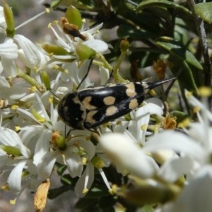 Hoshihananomia leucosticta at Theodore, ACT - 24 Dec 2018