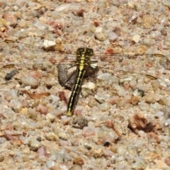 Austrogomphus guerini (Yellow-striped Hunter) at Tidbinbilla Nature Reserve - 22 Dec 2020 by JohnBundock