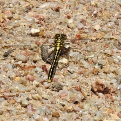 Austrogomphus guerini (Yellow-striped Hunter) at Paddys River, ACT - 22 Dec 2020 by JohnBundock