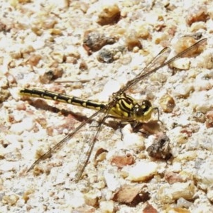 Austrogomphus guerini at Paddys River, ACT - 22 Dec 2020 12:14 PM