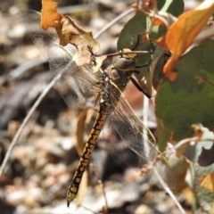 Anax papuensis (Australian Emperor) at Paddys River, ACT - 22 Dec 2020 by JohnBundock