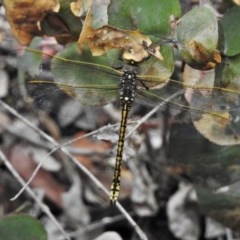 Anax papuensis at Paddys River, ACT - 22 Dec 2020