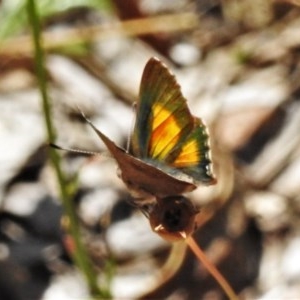 Paralucia aurifera at Paddys River, ACT - 22 Dec 2020