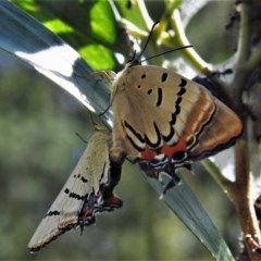 Jalmenus evagoras (Imperial Hairstreak) at Paddys River, ACT - 22 Dec 2020 by JohnBundock