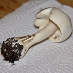 Leucoagaricus sp. at Murrumbateman, NSW - 22 Dec 2020