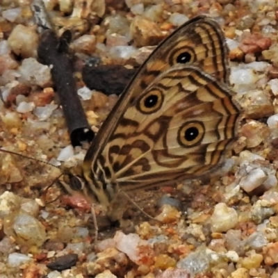 Geitoneura acantha (Ringed Xenica) at Tidbinbilla Nature Reserve - 21 Dec 2020 by JohnBundock