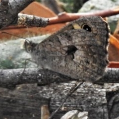 Geitoneura klugii (Marbled Xenica) at Paddys River, ACT - 22 Dec 2020 by JohnBundock