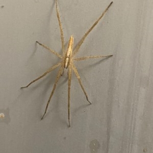 Thasyraea lepida at Majura, ACT - 22 Dec 2020