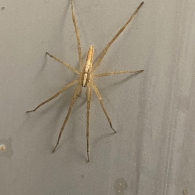 Thasyraea lepida (Prowling spider) at Majura, ACT - 22 Dec 2020 by FeralGhostbat