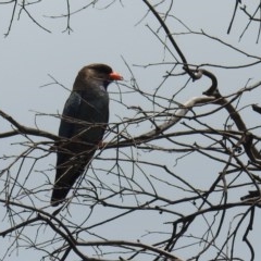 Eurystomus orientalis (Dollarbird) at Kambah, ACT - 22 Dec 2020 by HelenCross