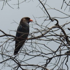 Eurystomus orientalis at Kambah, ACT - 22 Dec 2020