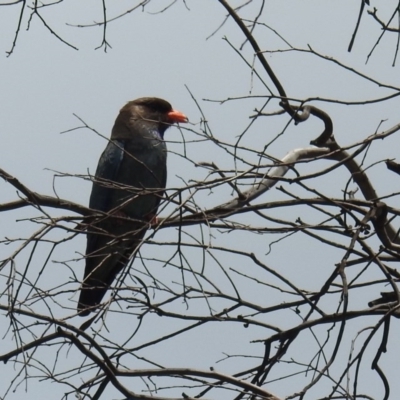 Eurystomus orientalis (Dollarbird) at Lions Youth Haven - Westwood Farm A.C.T. - 22 Dec 2020 by HelenCross