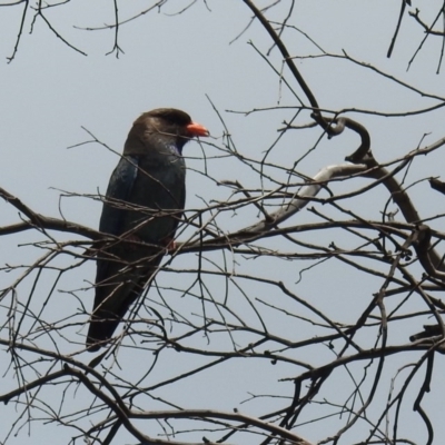 Eurystomus orientalis (Dollarbird) at Kambah, ACT - 22 Dec 2020 by HelenCross