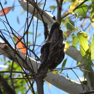 Perga sp. (genus) at Kambah, ACT - 22 Dec 2020