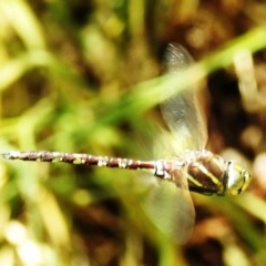 Adversaeschna brevistyla (Blue-spotted Hawker) at Lions Youth Haven - Westwood Farm A.C.T. - 22 Dec 2020 by HelenCross