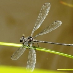 Austroargiolestes icteromelas (Common Flatwing) at Lions Youth Haven - Westwood Farm A.C.T. - 22 Dec 2020 by HelenCross