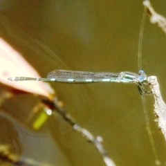 Austrolestes leda (Wandering Ringtail) at Lions Youth Haven - Westwood Farm - 22 Dec 2020 by HelenCross