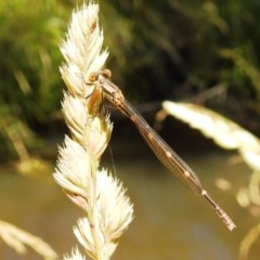 Austrolestes leda (Wandering Ringtail) at Kambah, ACT - 22 Dec 2020 by HelenCross